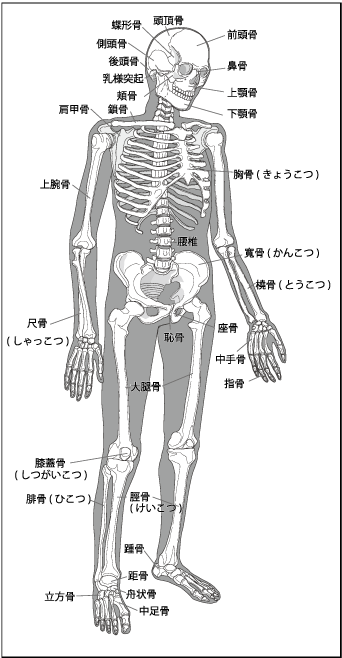 人骨模式図と各部の名称