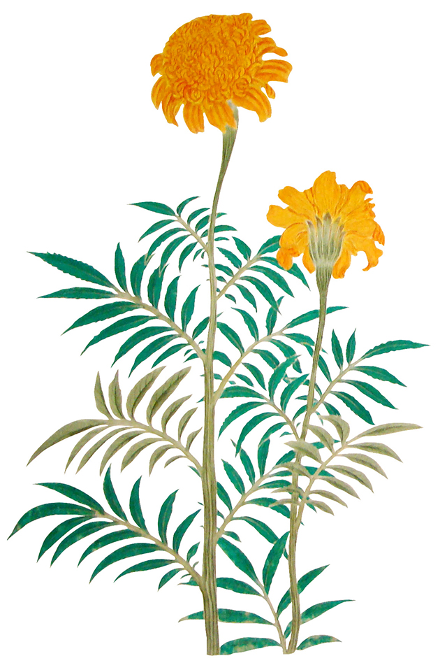 万寿菊 （マリーゴールド）