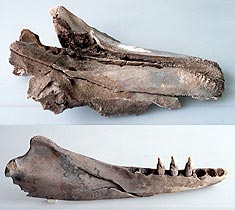 ゴンドウクジラの上顎、下顎(博多遺跡群)