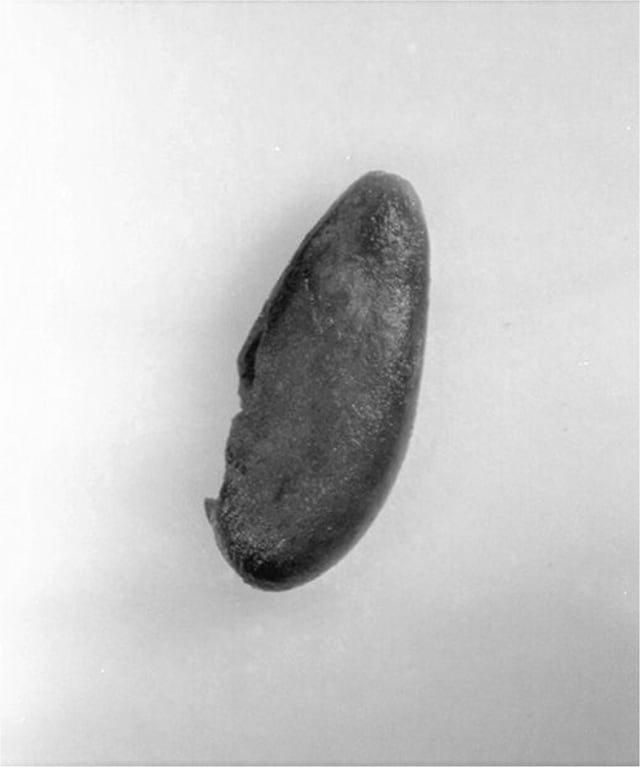 写真5 ザッソウメロンの種 モモやメロン類も弥生時代に大陸から伝わった(比恵遺跡群出土)