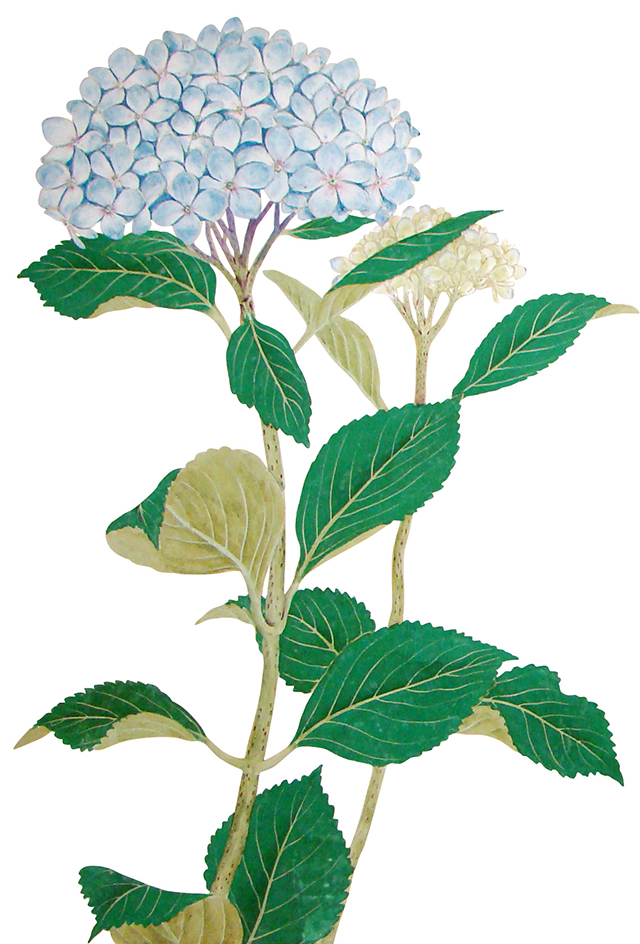 八仙花（アジサイ）